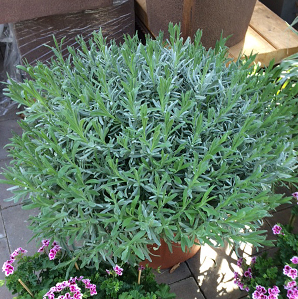Lavendel im Topf