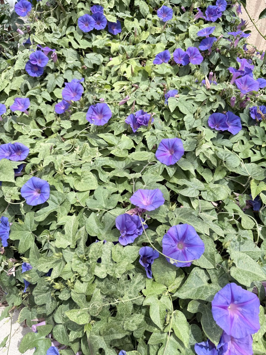 Blaue Prunkwinden Garten Agapanto Port Soller
