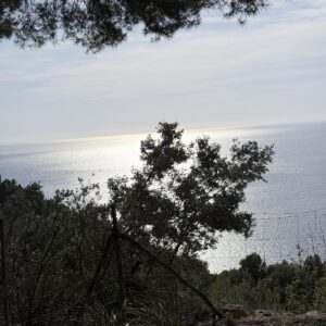 Mittelmeer durch Pinien gesehen, MA-10 Kuestenstrasse Tramuntana Mallorca