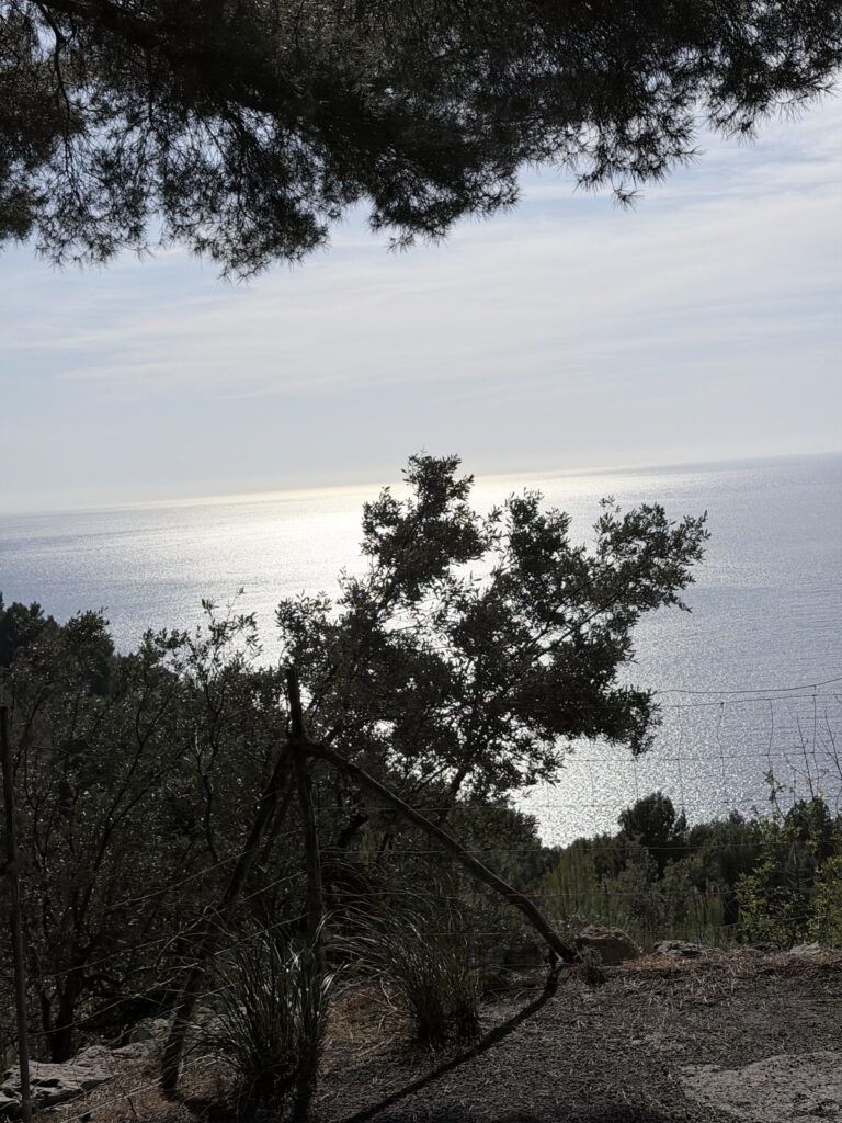 Mittelmeer durch Pinien gesehen, MA-10 Kuestenstrasse Tramuntana Mallorca