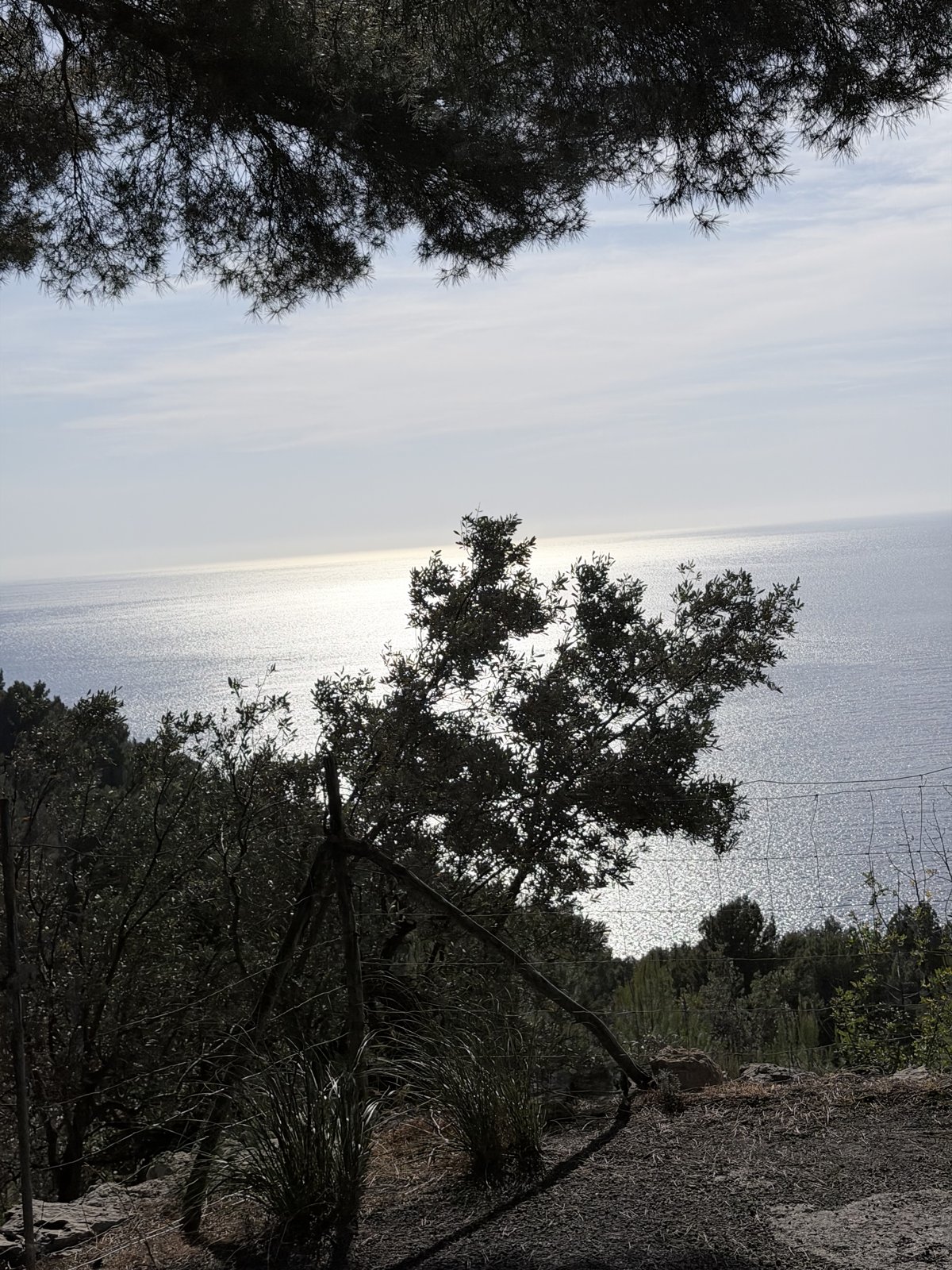 Mittelmeer durch Pinien gesehen, MA-10 Kuestenstrasse Tramuntana Mallorca