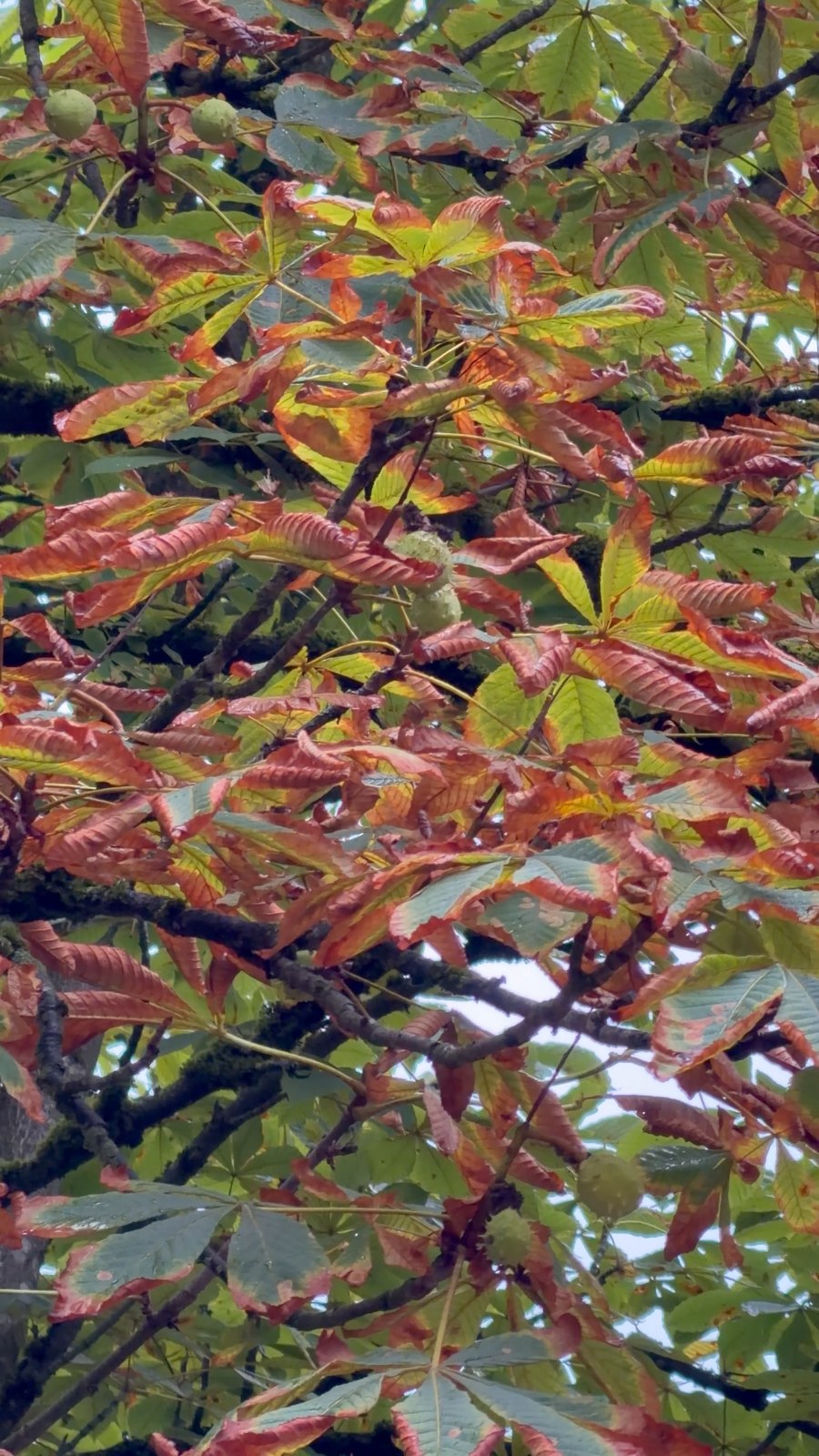 Kastanienlaub in Herbstfarben über dem Biergarten der Emmeramsmühle