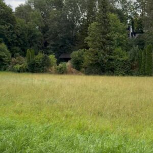 Grüne Wiese mit Bäumen und kleinen Häusern an der Zufahrt zur Emmeramsmühle in München