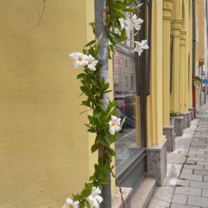 Weiß blühende Ranke an einer gelben Altbaufassade in München