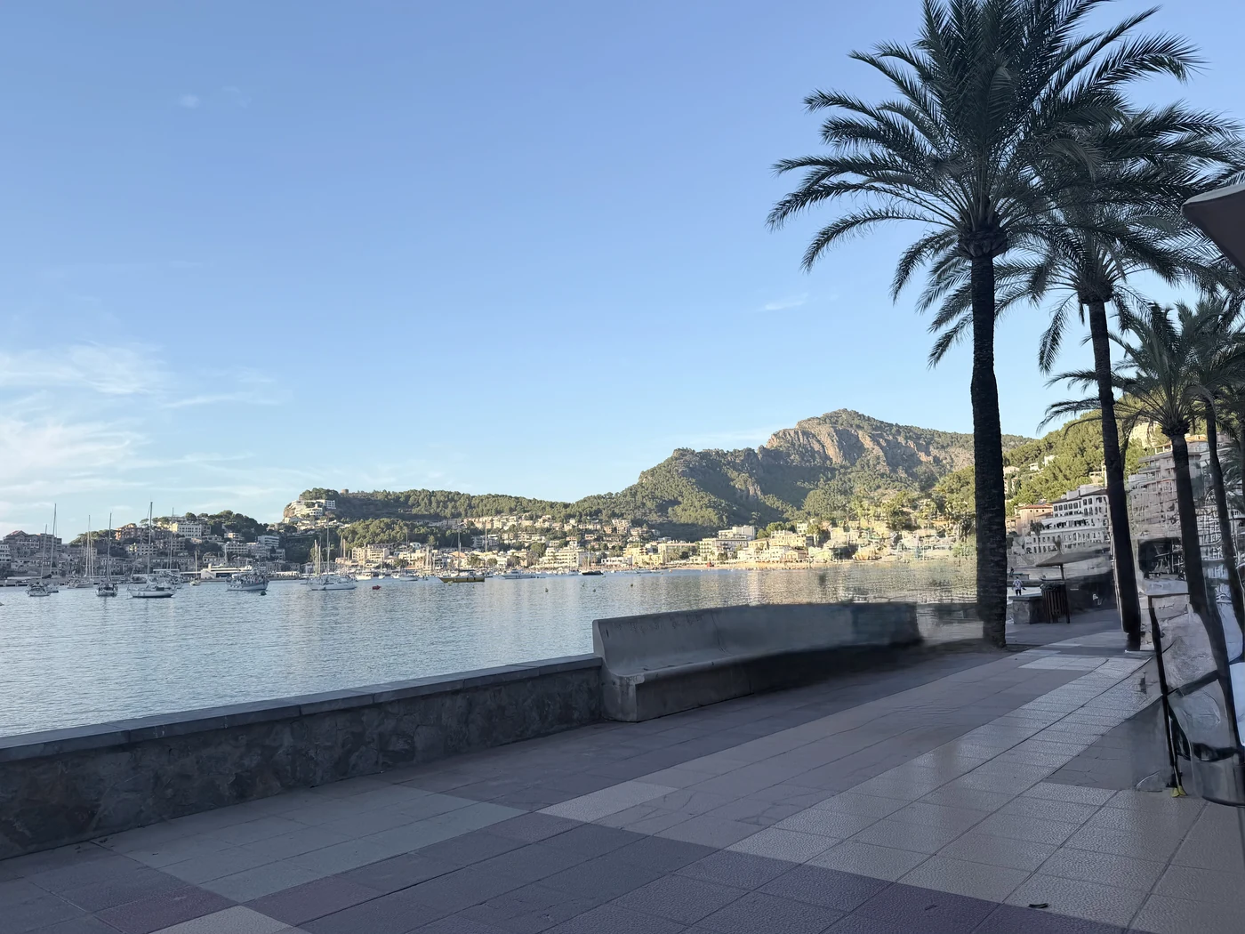 Almost empty promenade with a palm tree and the harbour in Port de Sóller.