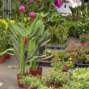 Blumen- und Pflanzenstand auf dem Markt in Sóller mit rosa Curcuma und Grünpflanzen in Töpfen