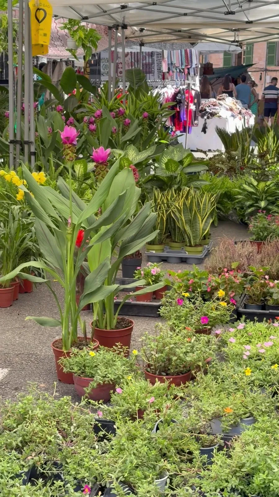 Blumen- und Pflanzenstand auf dem Markt in Sóller mit rosa Curcuma und Grünpflanzen in Töpfen