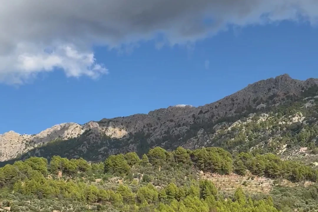 Blick über Olivenhänge und Kiefernwald auf den Kamm der Serra de Tramuntana bei Fornalutx.